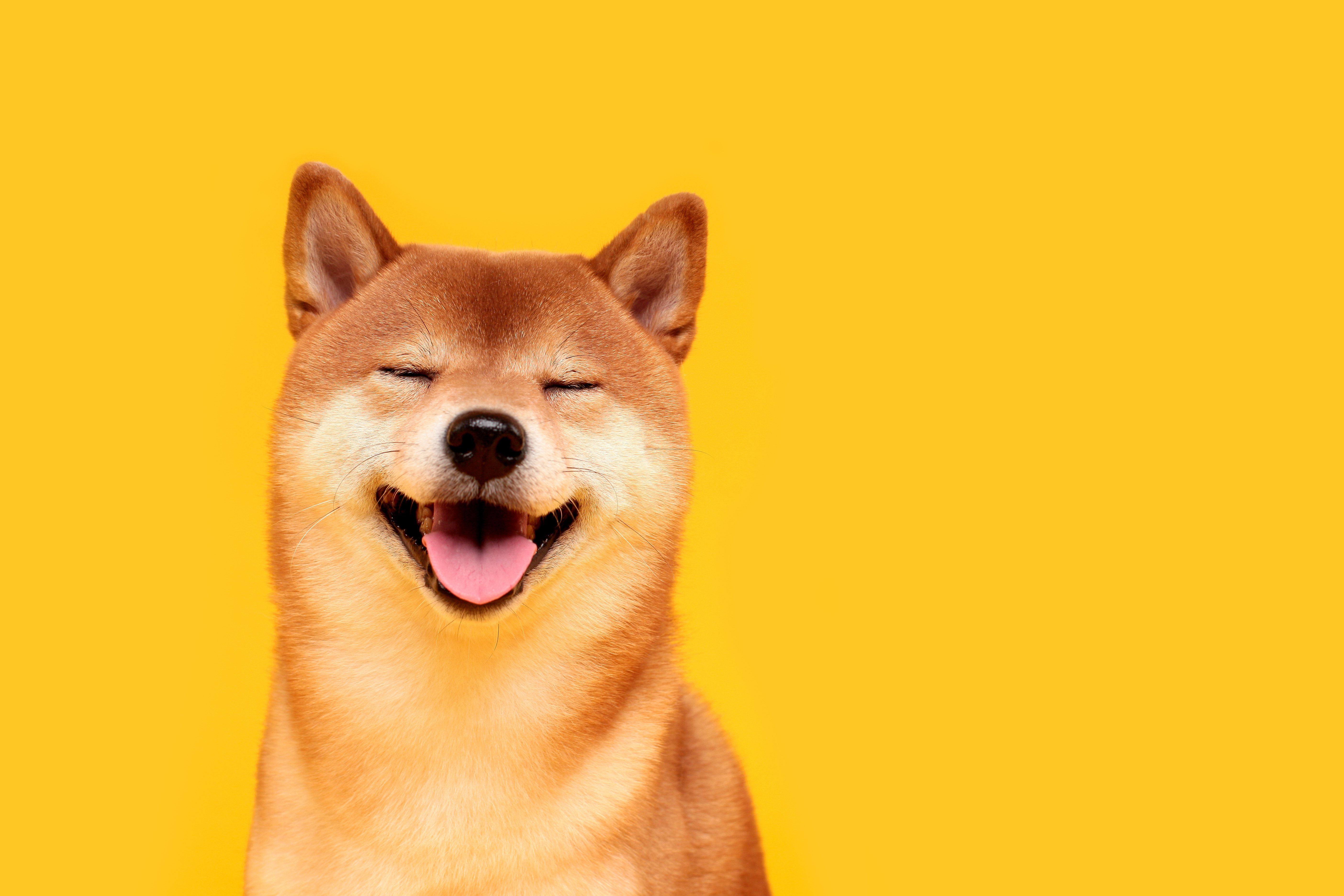 Happy Shiba Inu