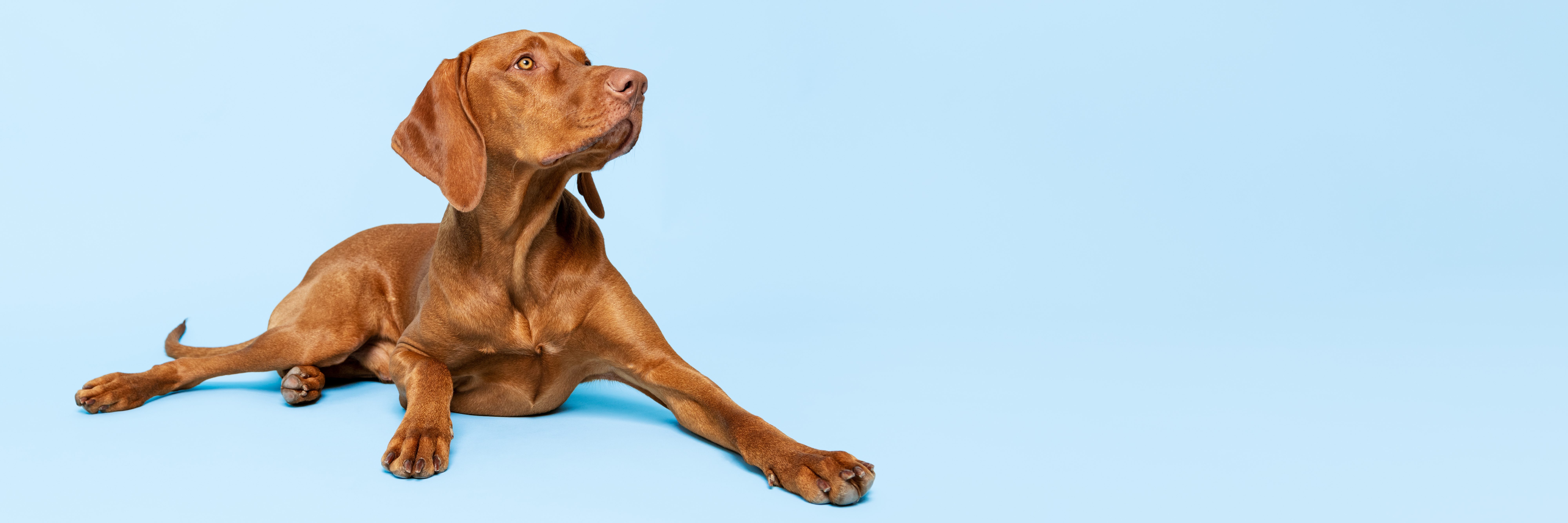 Happy dog in boarding care
